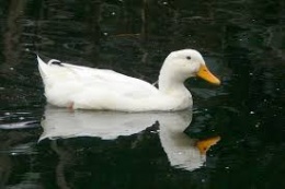 Pato-Doméstico-2.jpeg