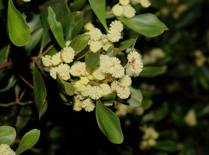 Archivo:Acacia frigescens.jpg