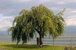 Betula pendula Youngii.jpg