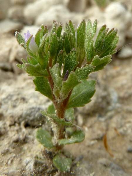 Archivo:Campanula fastigiata 1.jpg