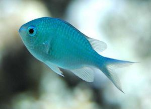 Chromis viridis.jpg