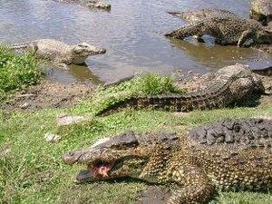 Cocodrilos cienaga.jpg
