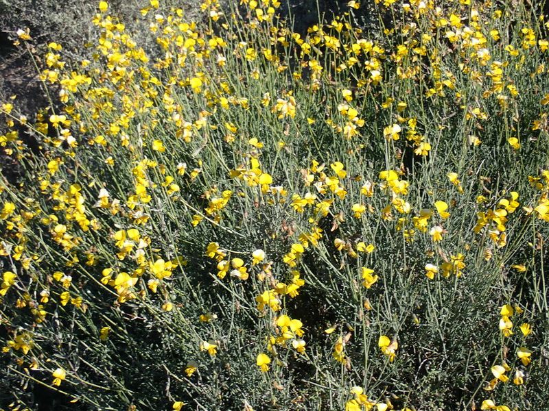 Archivo:Crotalaria lebeckioides 1.jpeg