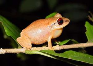 Eleutherodactylus antillensis.jpg