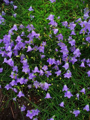 Campanula rotundifolia.JPG