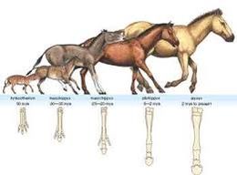 Evolución equinos.jpg