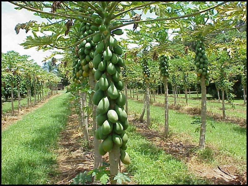 Archivo:Papaya plantas.jpg