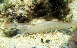 Parapenaeus-longirostris.jpg