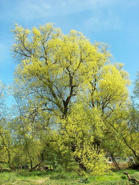 Archivo:Salix alba.jpg