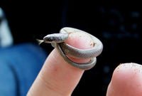 Serpiente Leptotyphlops carlae.jpg