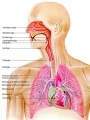 1.- Bronquitis aguda (Small).jpg