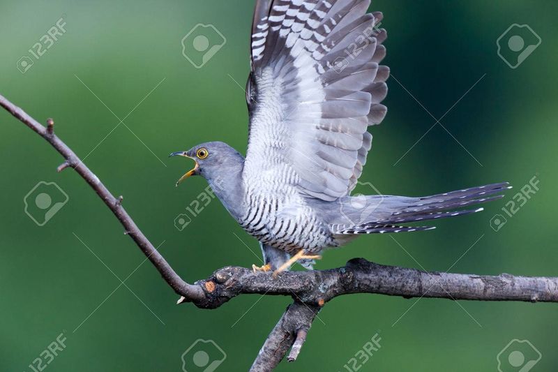 Archivo:34748038-canorus-del-cuculus-cuco-común-de-aves-silvestres-en-un-hábitat-natural-fotografía-de-la-fauna-.jpg