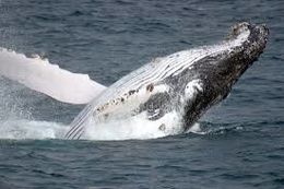 Ballena jorobada.jpeg