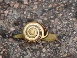 Caracol rayado.jpg