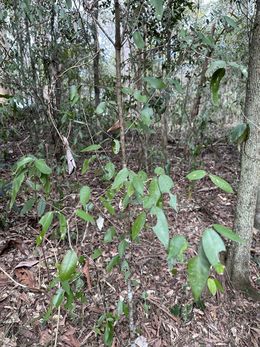 Croton mamillatus.jpg