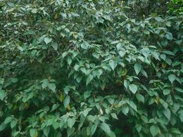 Croton stipulaceus.jpeg