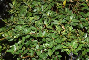 Ficus rzedowskiana.jpg