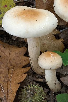 Hygrophorus lindtneri.jpg
