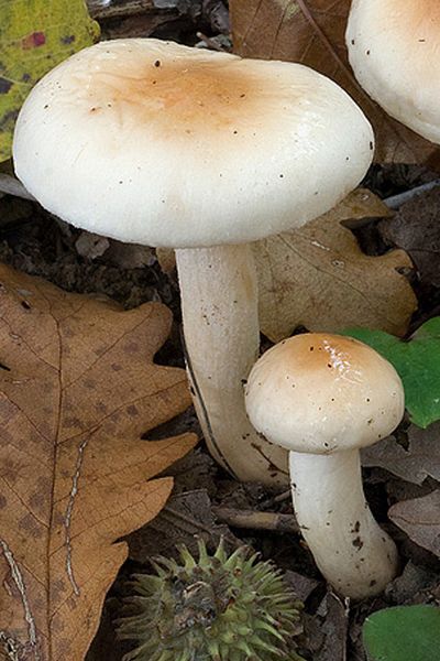 Archivo:Hygrophorus lindtneri.jpg