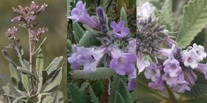 La-Yerba-santa.jpg