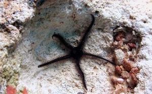 Ophiocomina nigra.jpg