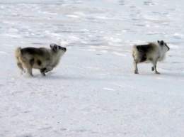 Reno de svalbard.jpg