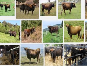 Vaca Terreña.jpg