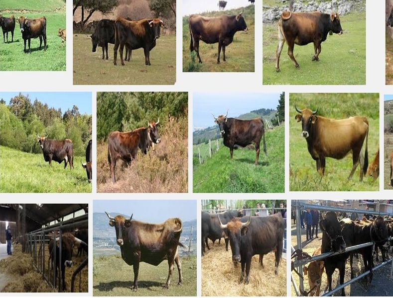Archivo:Vaca Terreña.jpg
