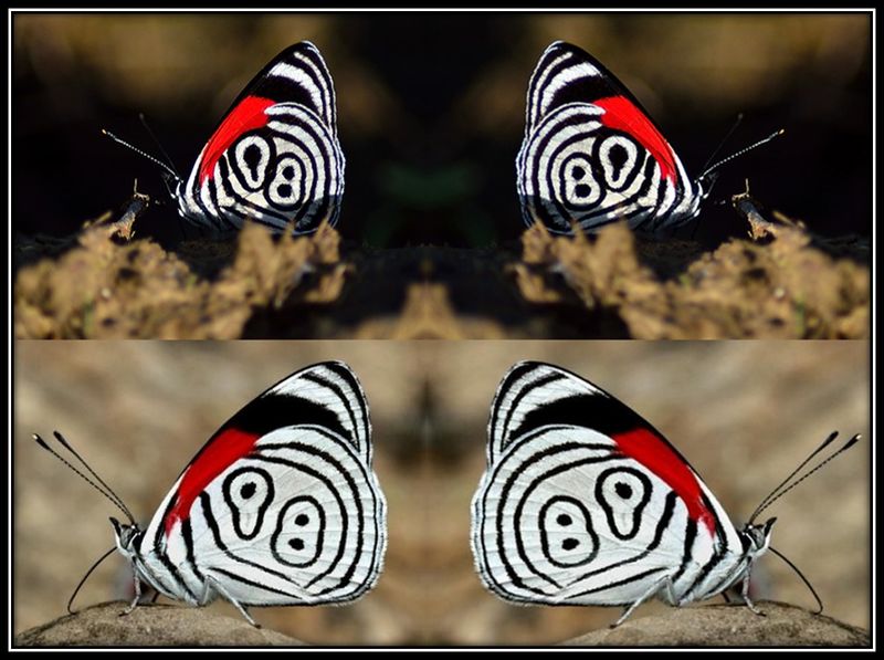 Archivo:88 a veces 89.jpg