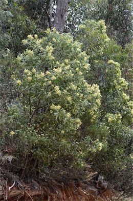 Acacia falciformis.jpg