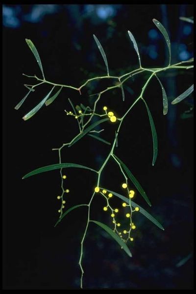 Archivo:Acacia gillii 1.jpg