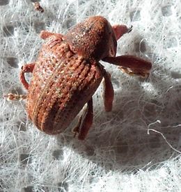 Adulto-de-barrenador-pequeño-del-hueso-2.jpg