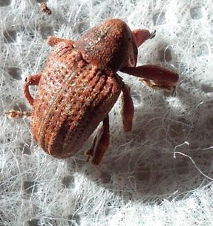 Adulto-de-barrenador-pequeño-del-hueso-2.jpg