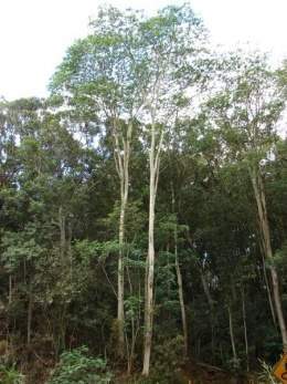 Albizia falcataria.jpg