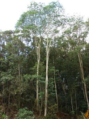 Albizia falcataria.jpg