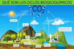 Ciclos biogeoquimicos que son tipos e importancia 3262 orig.jpg