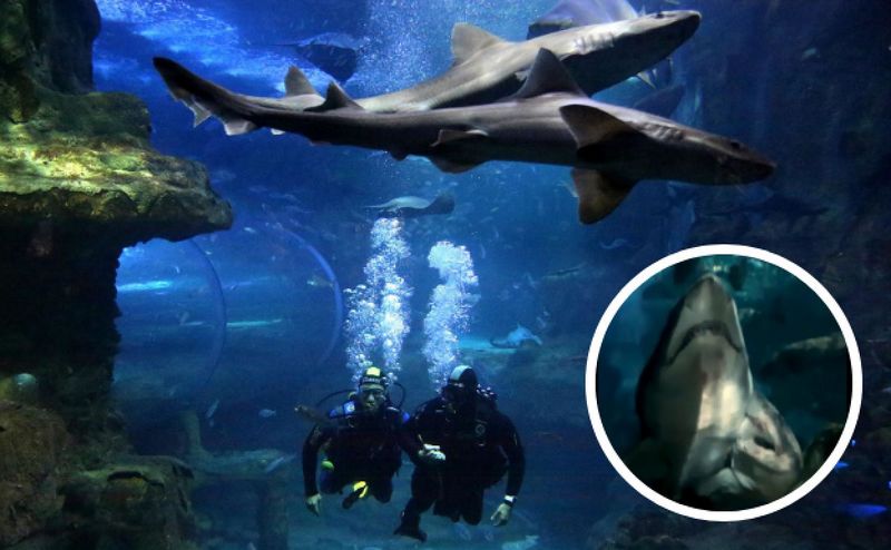 Archivo:Combo-tiburones.jpg