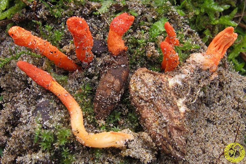 Archivo:Cordyceps25.jpg