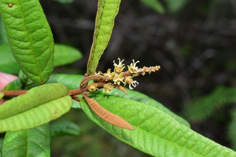 Archivo:Croton impressus 1.jpeg