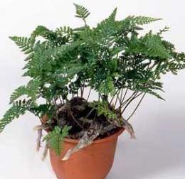 Davallia-mariesii.jpg