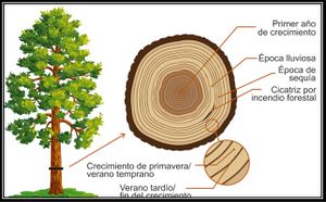 Dendrocronología 2.jpg