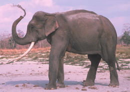Elefante Asiático.jpg