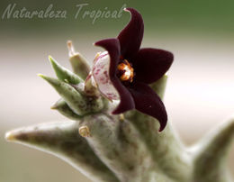 Estrella negra.jpg