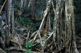 Ficus bizanae.jpg