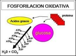 Fosforilación oxidativa.jpg