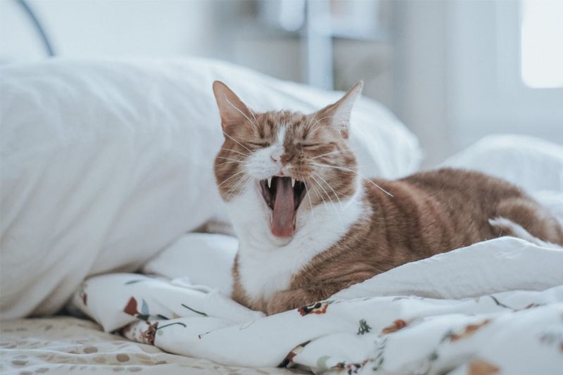 Archivo:Gato-alergia-2.jpg