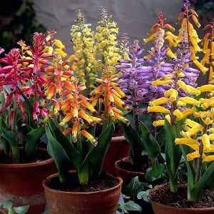 Lachenalia plan 1.jpg