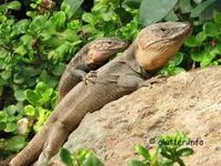 Pareja d elagartosssss.jpg