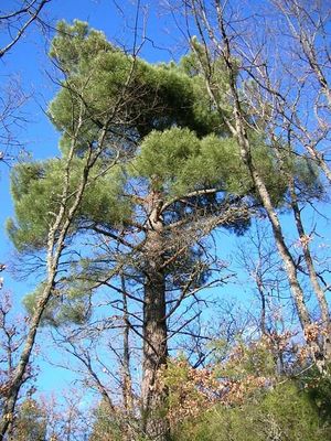 Pinus-pinaster.jpg