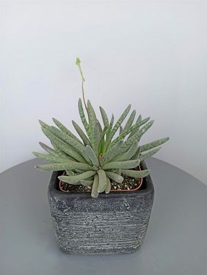 Senecio-scaposus-3.jpg